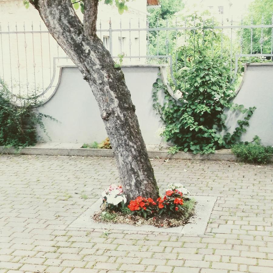 Prenocisca Angelin Hram, Tiny Apartments Markovec ภายนอก รูปภาพ